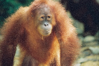 Bukit Lawang (Sumatra)