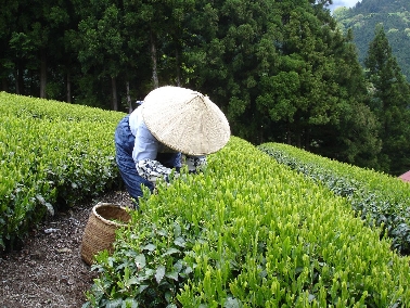 Teeanbau in Shizuoka