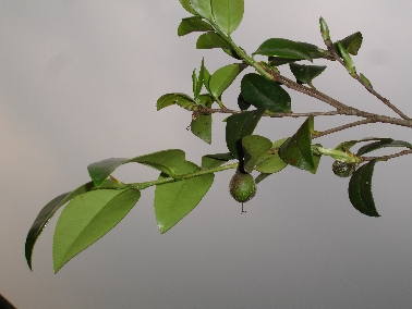 Teeölbaum