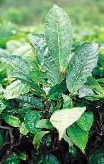 Die indische Teepflanze