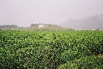Teelandschaft in Jiangsu