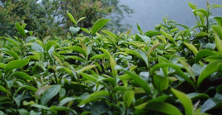 Die Teepflanze