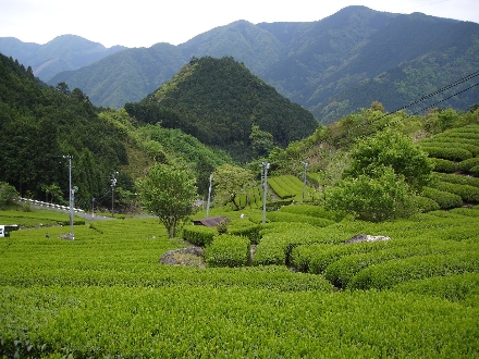 Teeanbau in Japan