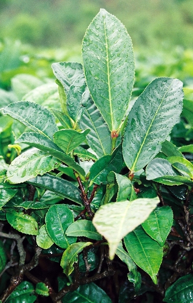 Die indische Teepflanze