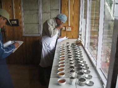 Qualitätskontrolle-Teatasting