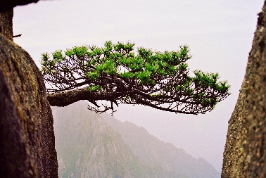 Malerische Kiefern