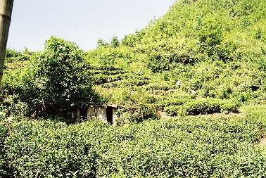 Teeanbau im Huang Shan