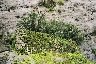 Da Hong Pao (Die Mutterbüsche)