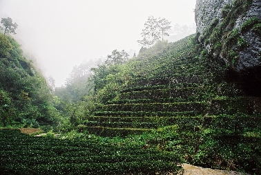 Plantage - Da Hong Pao