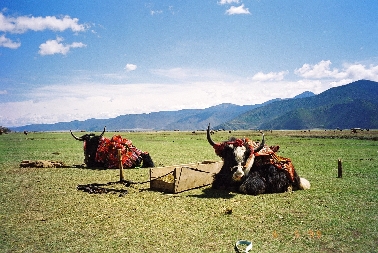 Yaks