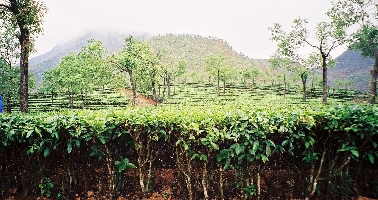 Pu Erh Plantage