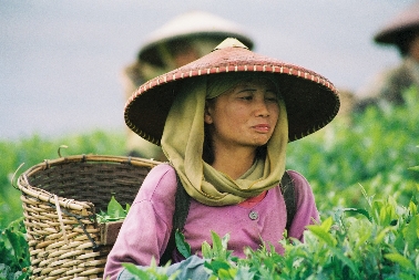 Teepflückerinnen (Bogor)