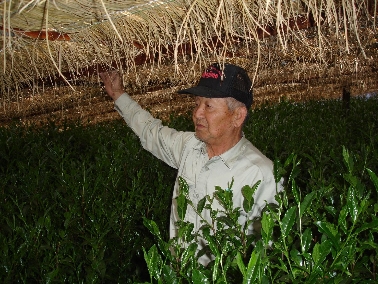 Gyokuro Cha in Uji