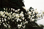 Aromatisieren von Tee