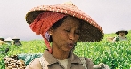 Teeanbau auf Java und Sumatra