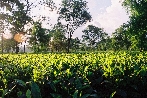 Teeanbau in Assam