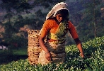 Teeanbau in Ceylon