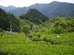 Teeanbau in Japan