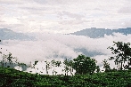 Teeanbau in Nilgiri