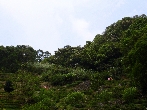 Teeanbau in Taiwan